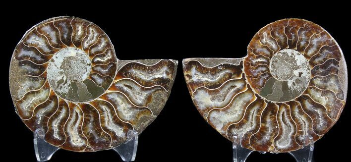 Sliced Fossil Ammonite Pair - Agatized #39590